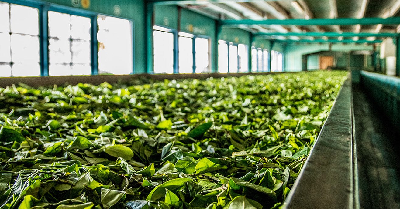 Tea Manufacturing