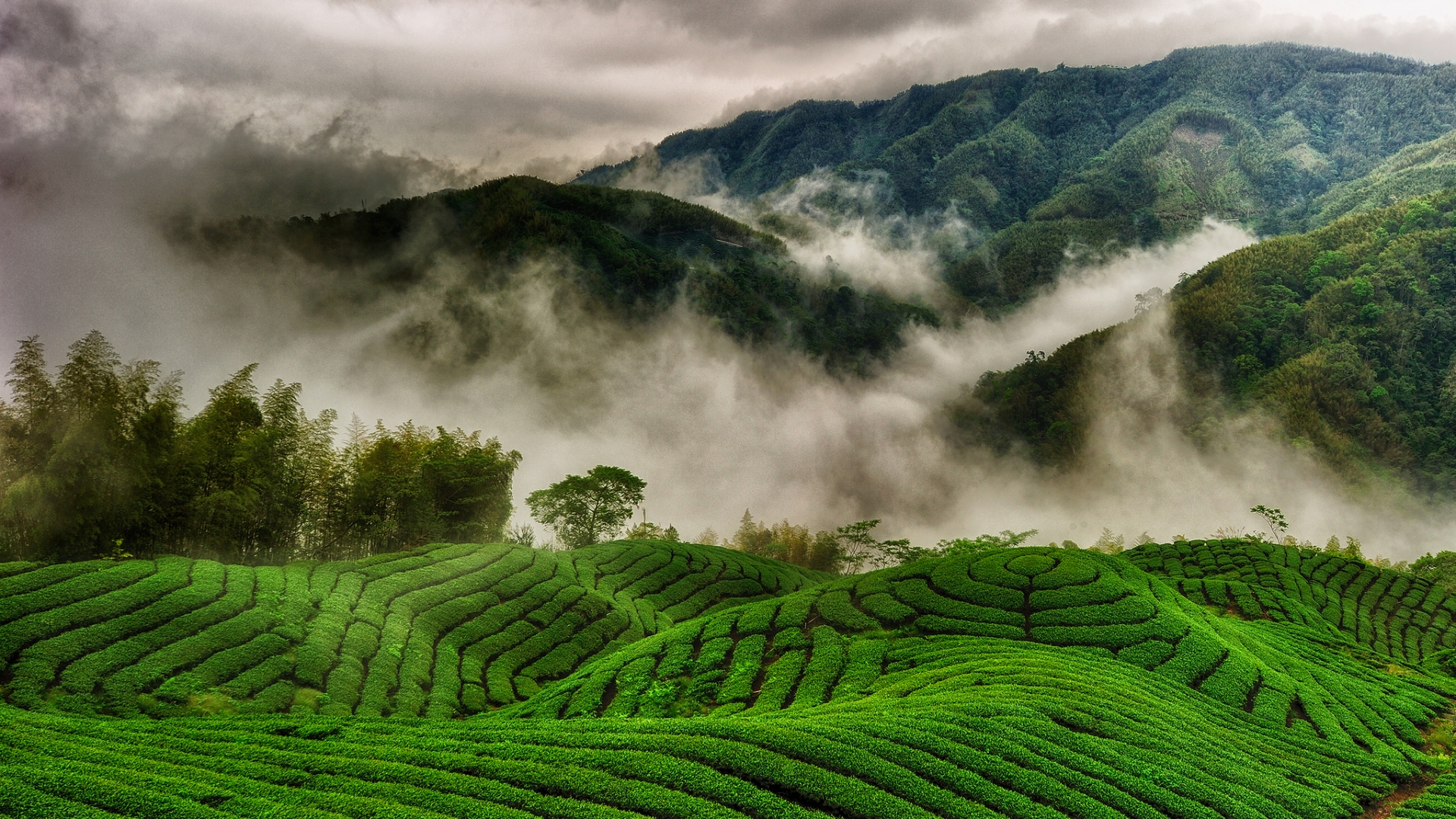 Tea Plantation