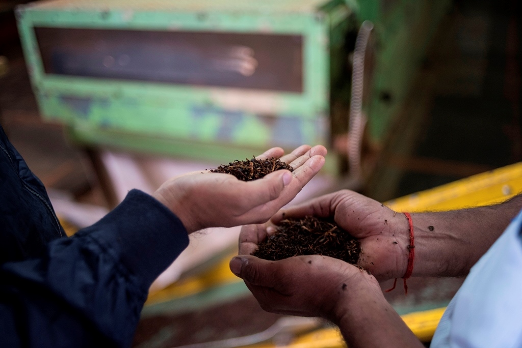 Tea Manufacturing