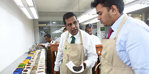 Training on Tea Tasting