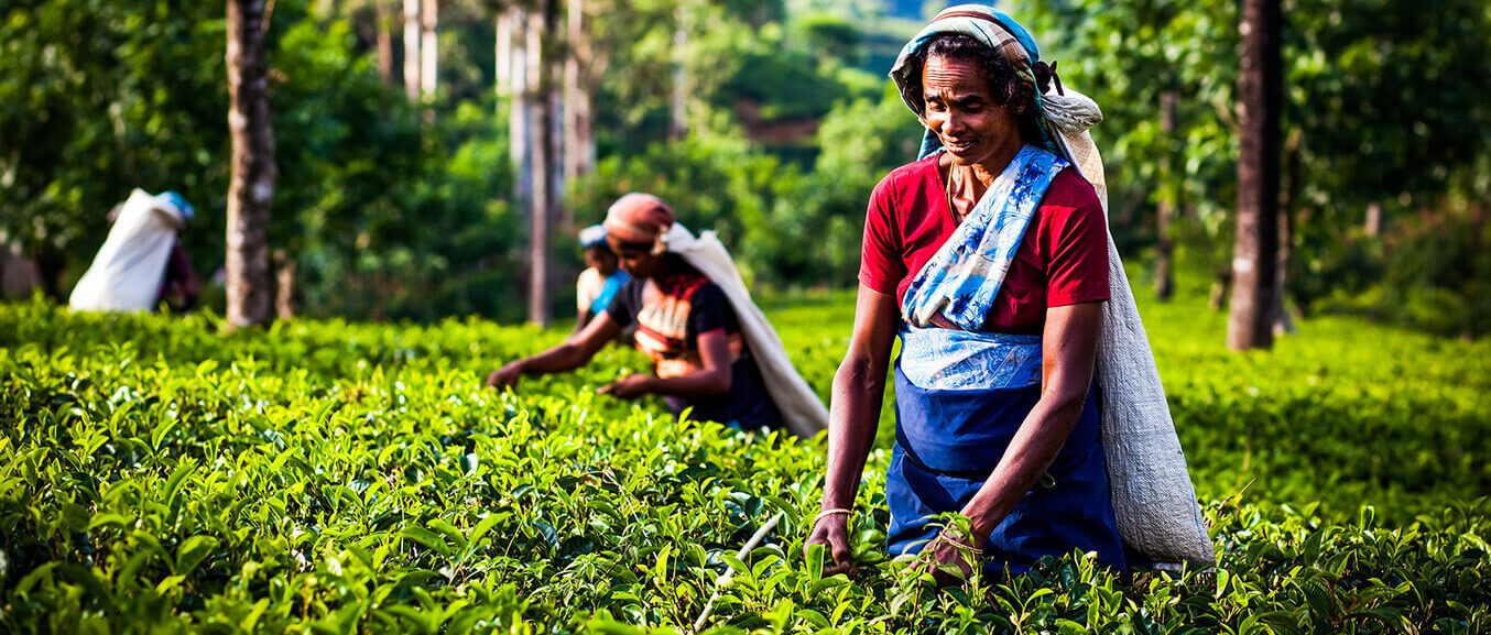 Findout more about PURVEYOR OF FINE TEA SINCE 1983 Findout more about PURVEYOR OF FINE TEA SINCE 1983